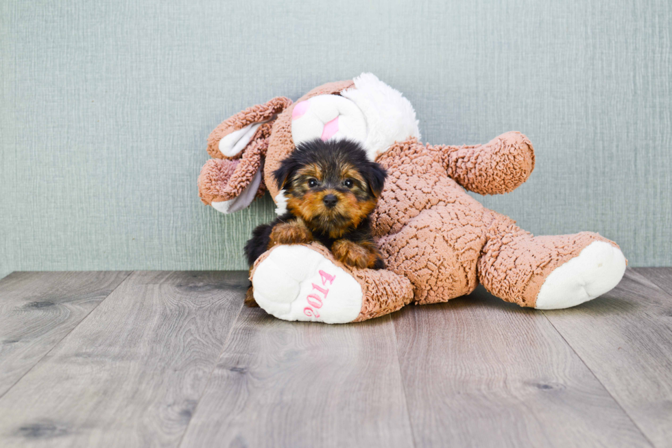 Meet Shania - our Yorkshire Terrier Puppy Photo 