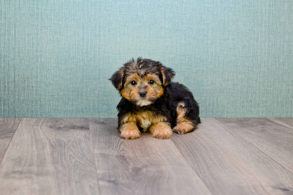 Sweet Morkie Baby