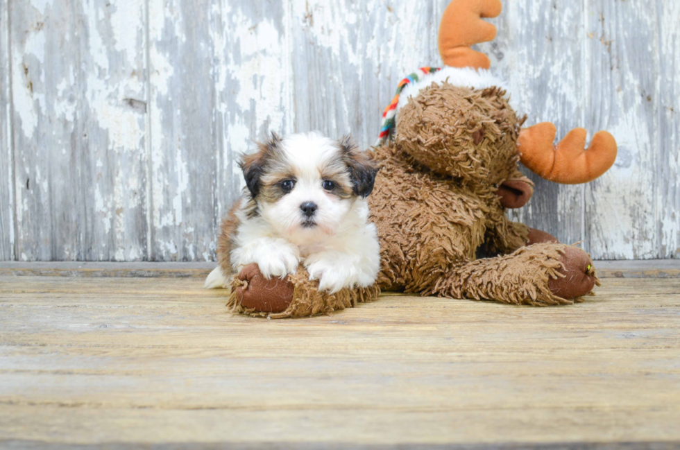 Happy Teddy Bear Baby