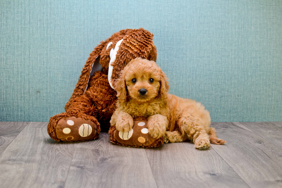 Funny Mini Goldendoodle Poodle Mix Pup