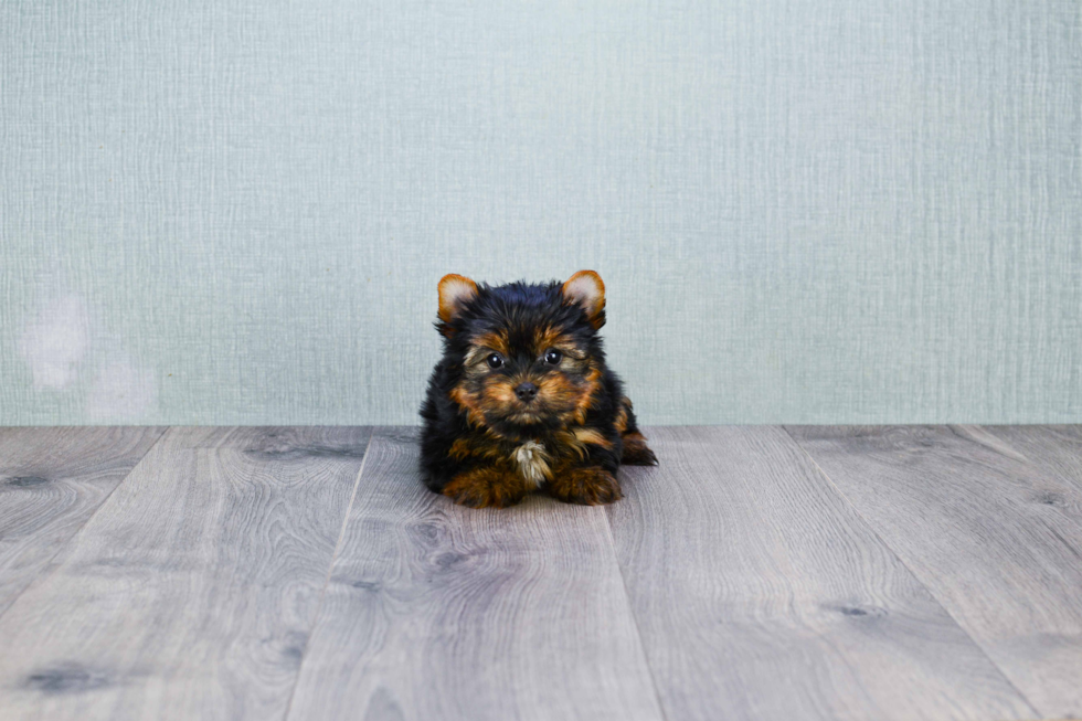 Meet Trigger - our Yorkshire Terrier Puppy Photo 