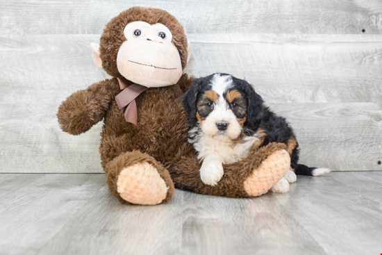 Best Mini Bernedoodle Baby