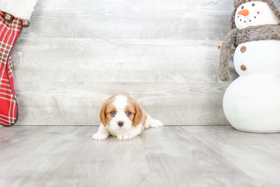 Hypoallergenic Cavalier King Charles Spaniel Purebred Pup