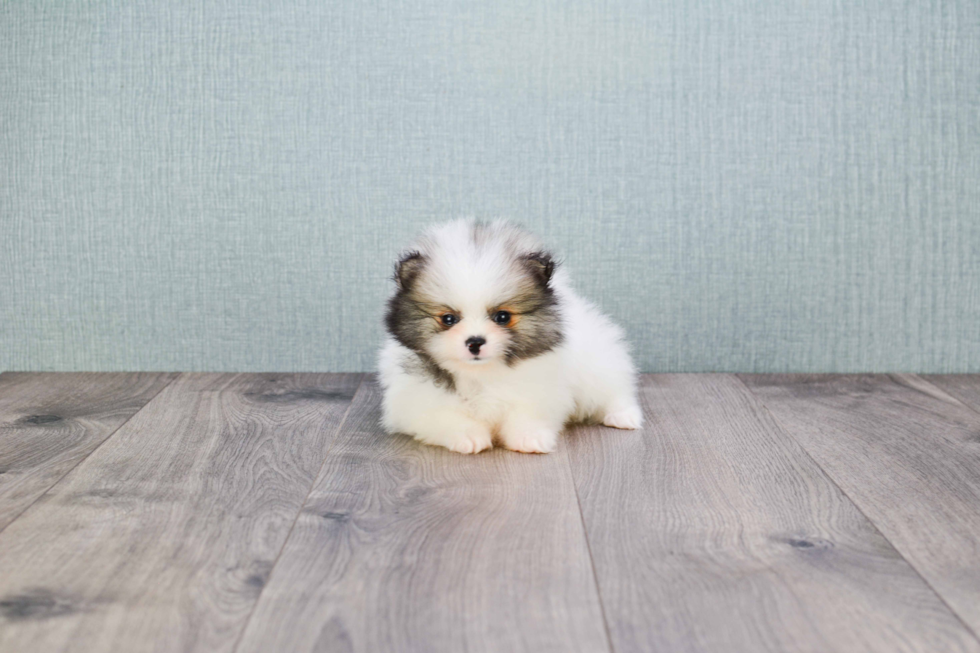 Sweet Pomeranian Purebred Puppy