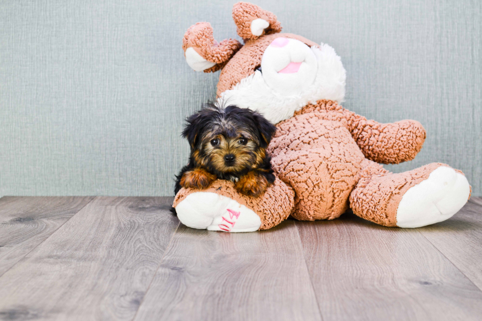 Meet Goldie - our Yorkshire Terrier Puppy Photo 