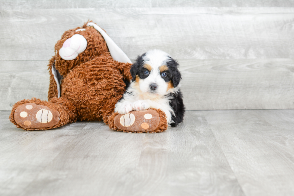 Mini Bernedoodle Puppy for Adoption