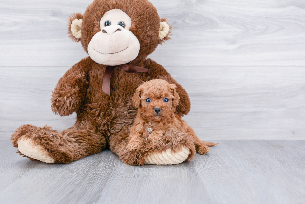 Funny Cavapoo Poodle Mix Pup