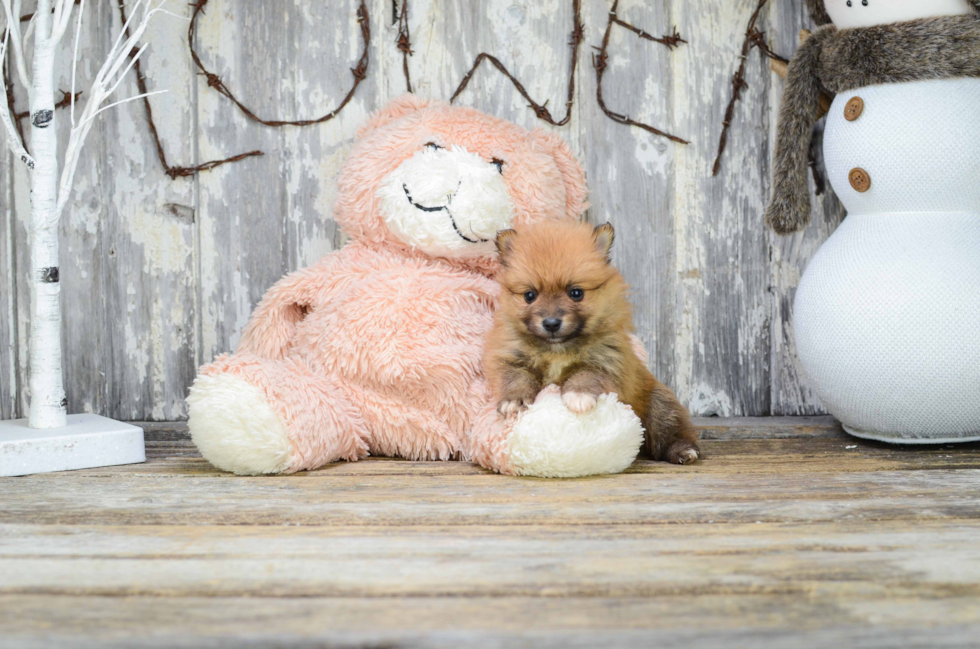 Best Pomeranian Baby