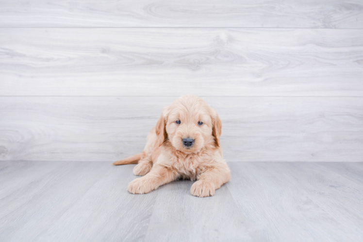 Best Mini Goldendoodle Baby