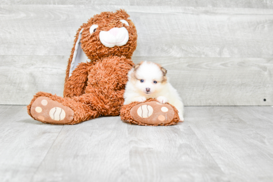 Popular Pomeranian Purebred Pup