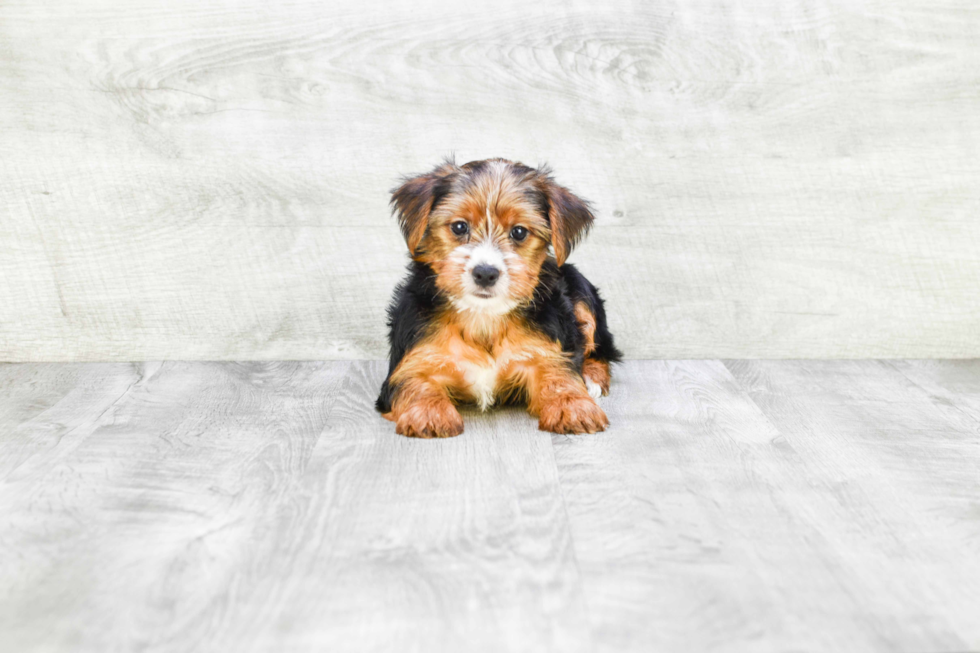 Meet Diddy - our Yorkshire Terrier Puppy Photo 