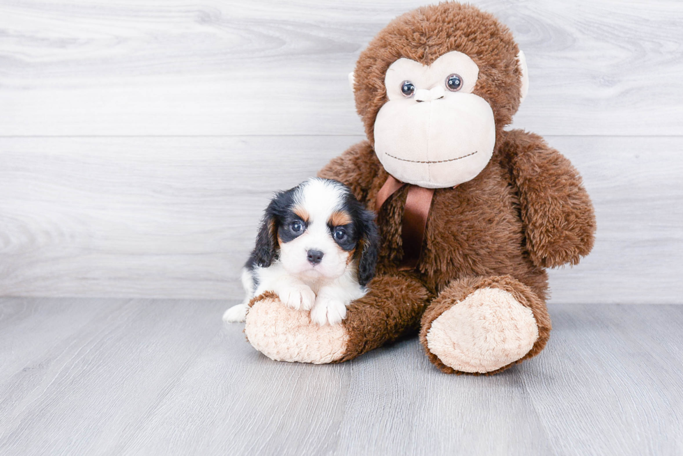 Cavalier King Charles Spaniel Pup Being Cute