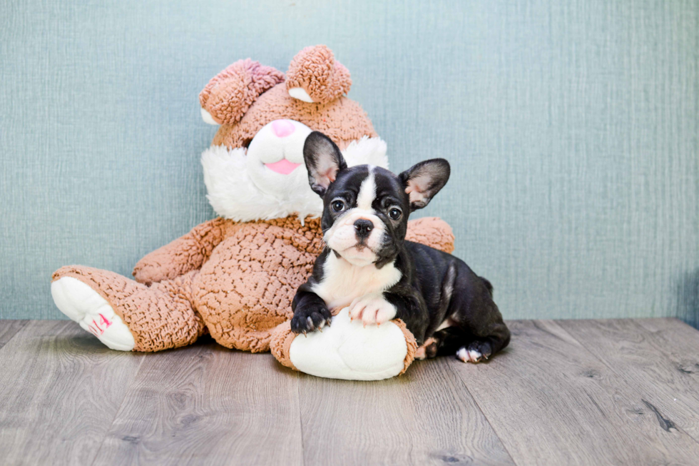 Friendly French Bulldog Baby