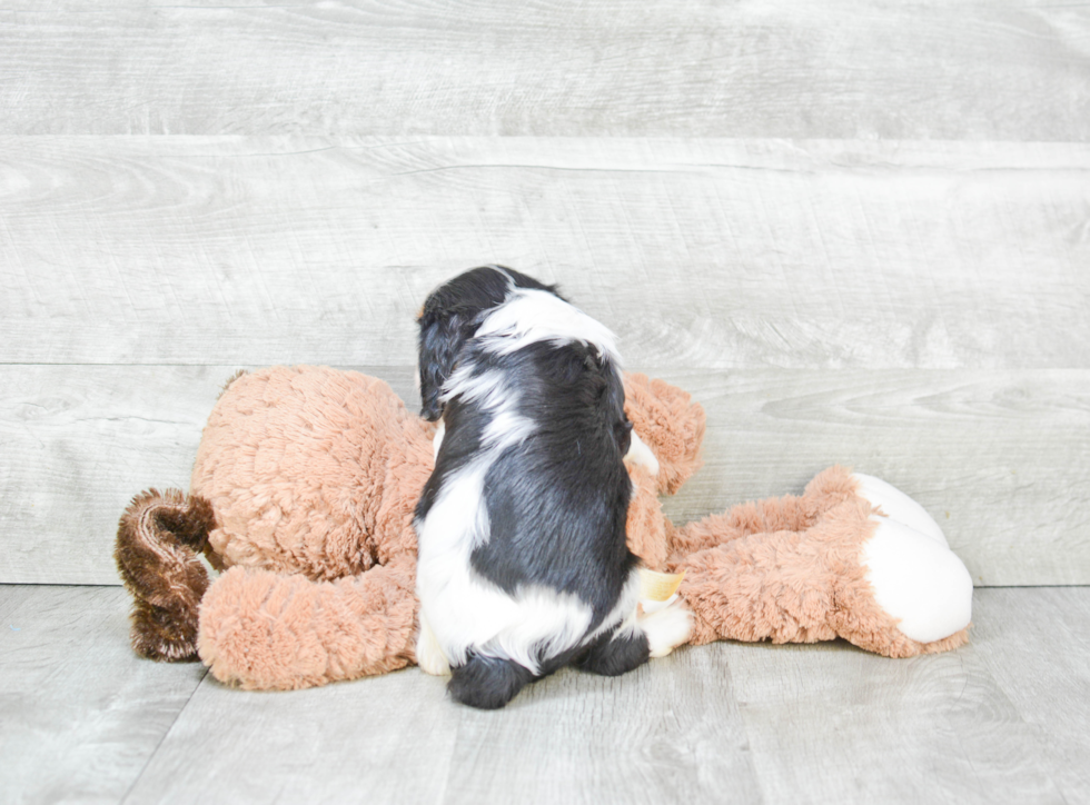 Akc Registered Cavalier King Charles Spaniel Baby