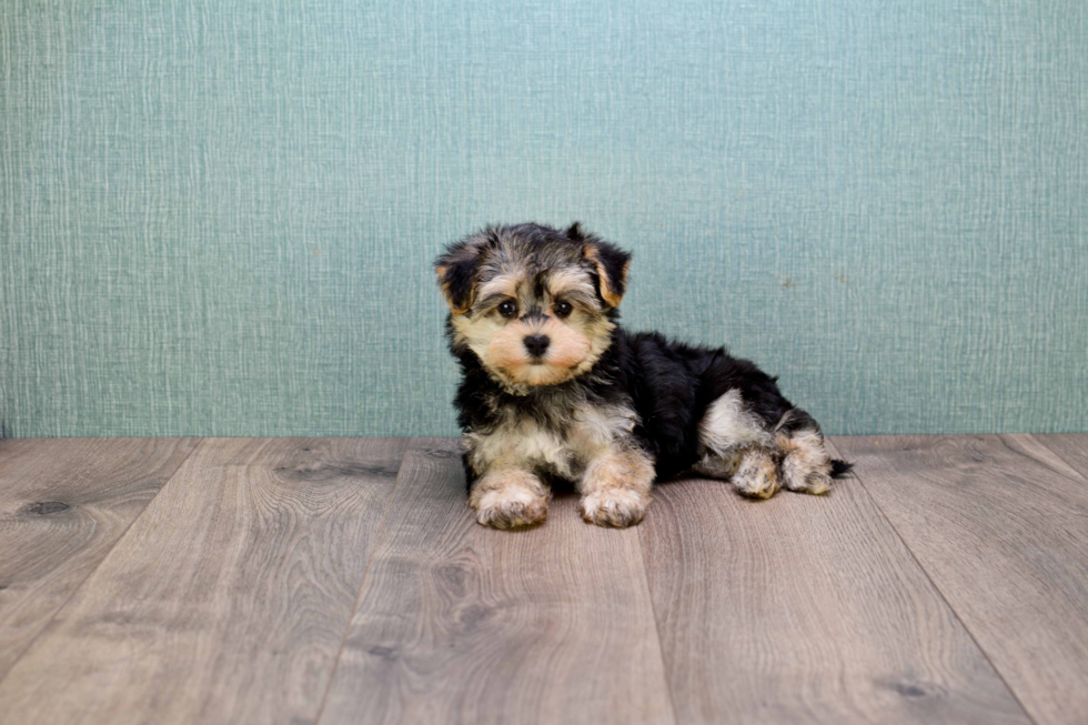 Morkie Puppy for Adoption