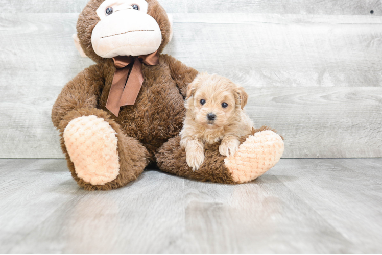 Playful Maltepoo Poodle Mix Puppy