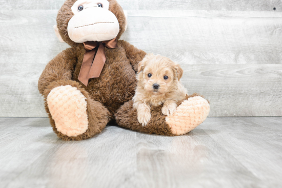 Playful Maltepoo Poodle Mix Puppy