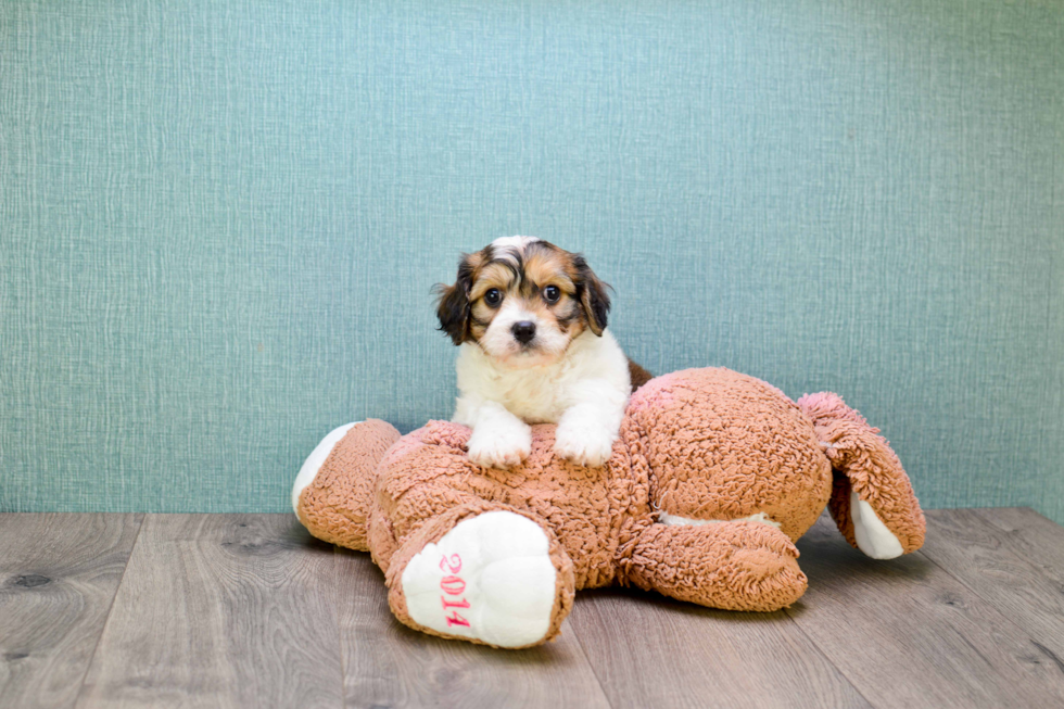 Cavachon Pup Being Cute