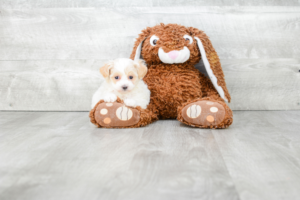 Funny Maltipoo Poodle Mix Pup