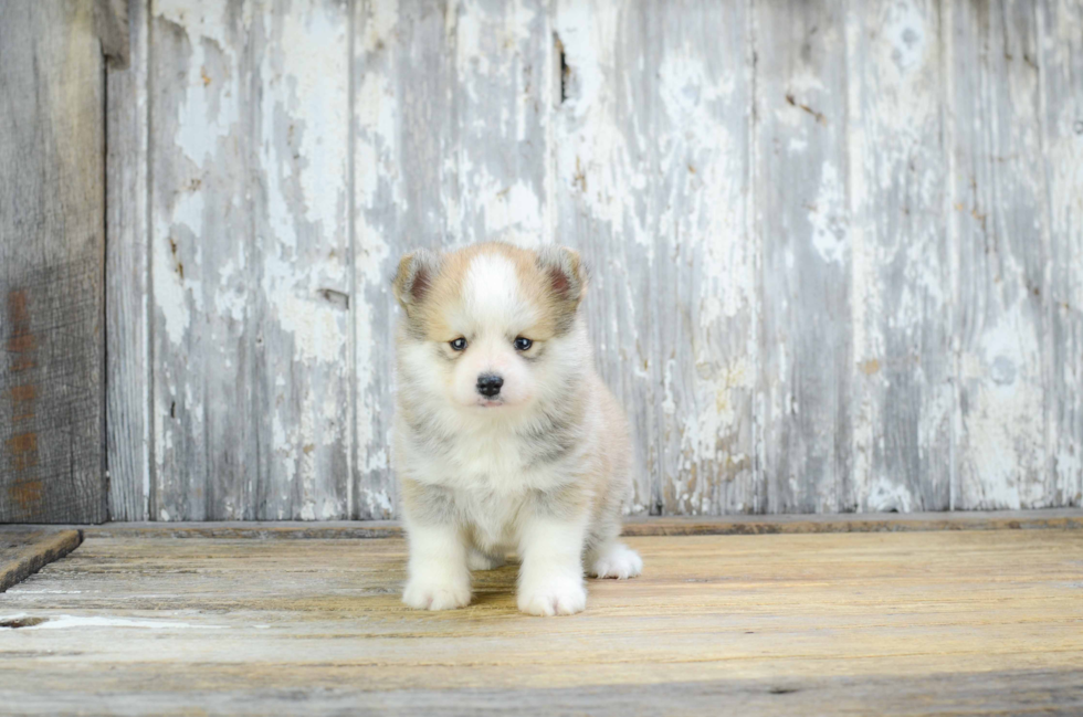 Funny Pomsky Designer Pup