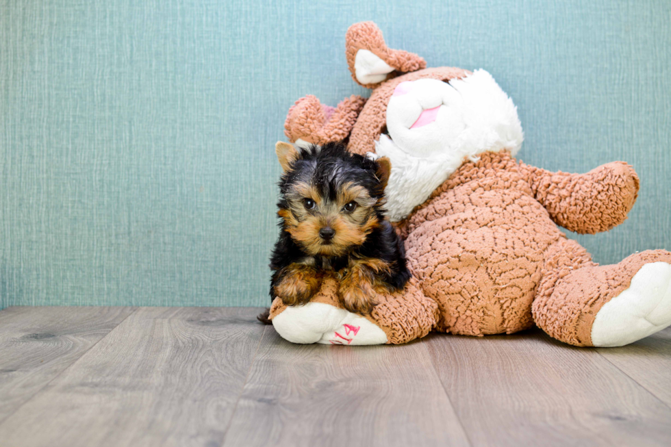 Meet Sebastian - our Yorkshire Terrier Puppy Photo 