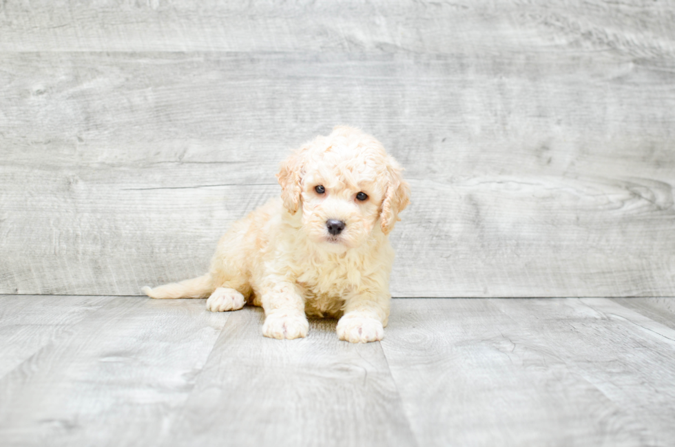 Popular Mini Goldendoodle Poodle Mix Pup