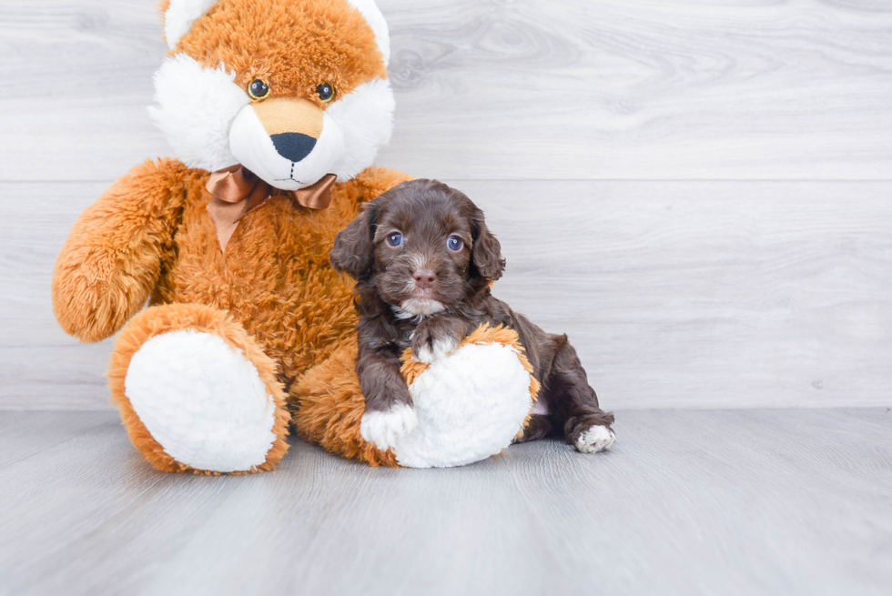 Energetic Cockerpoo Poodle Mix Puppy