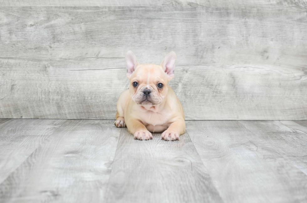 Akc Registered French Bulldog Purebred Pup