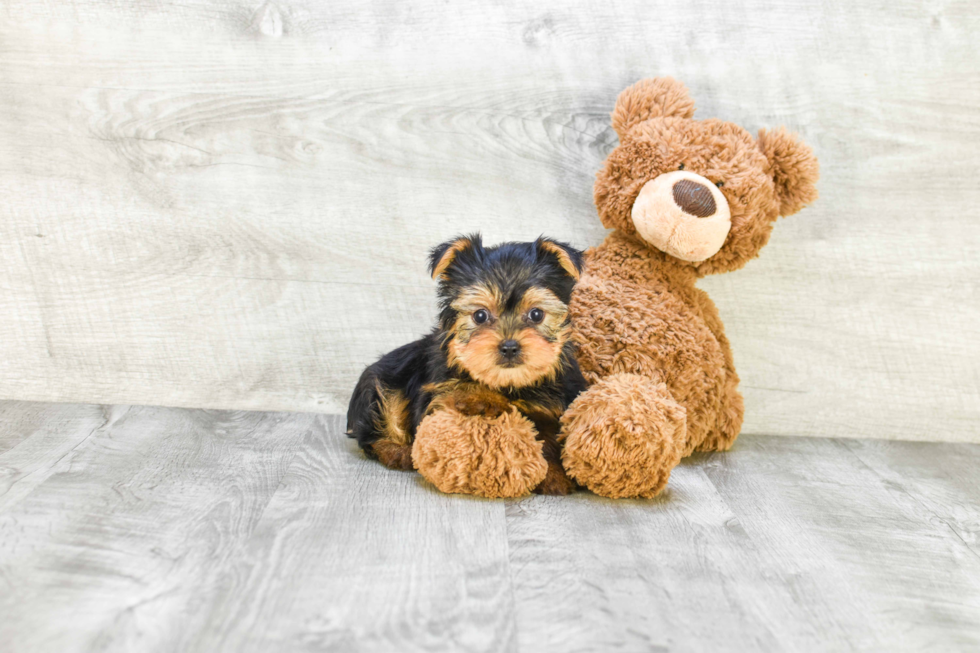 Meet Pistol - our Yorkshire Terrier Puppy Photo 