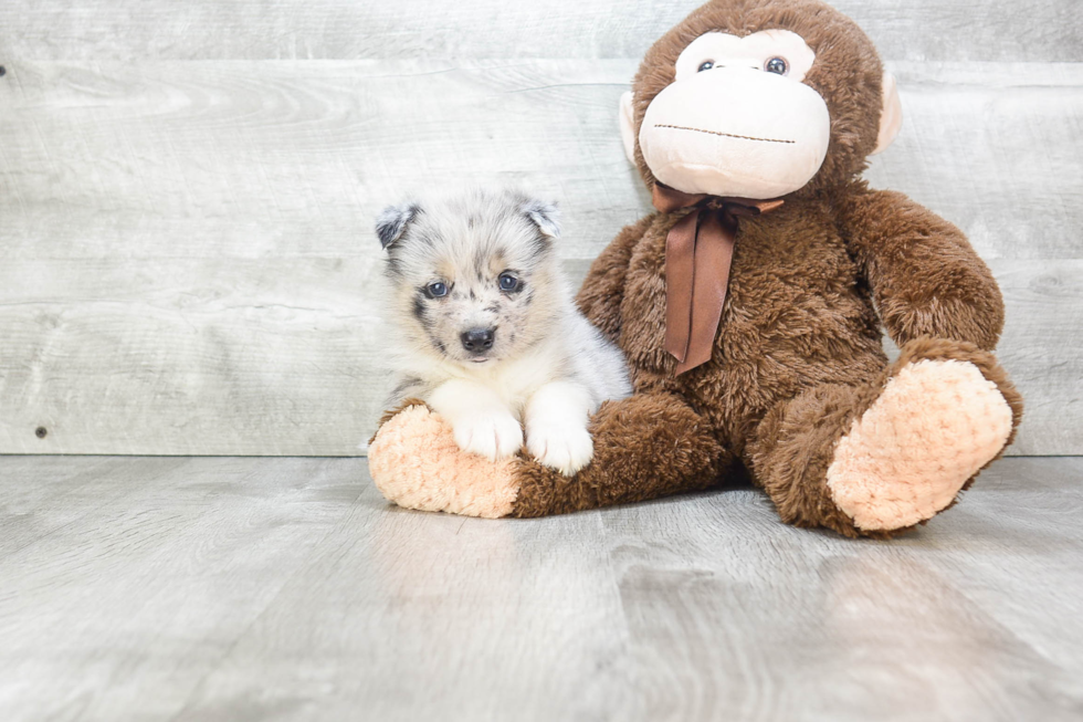 Best Pomsky Baby