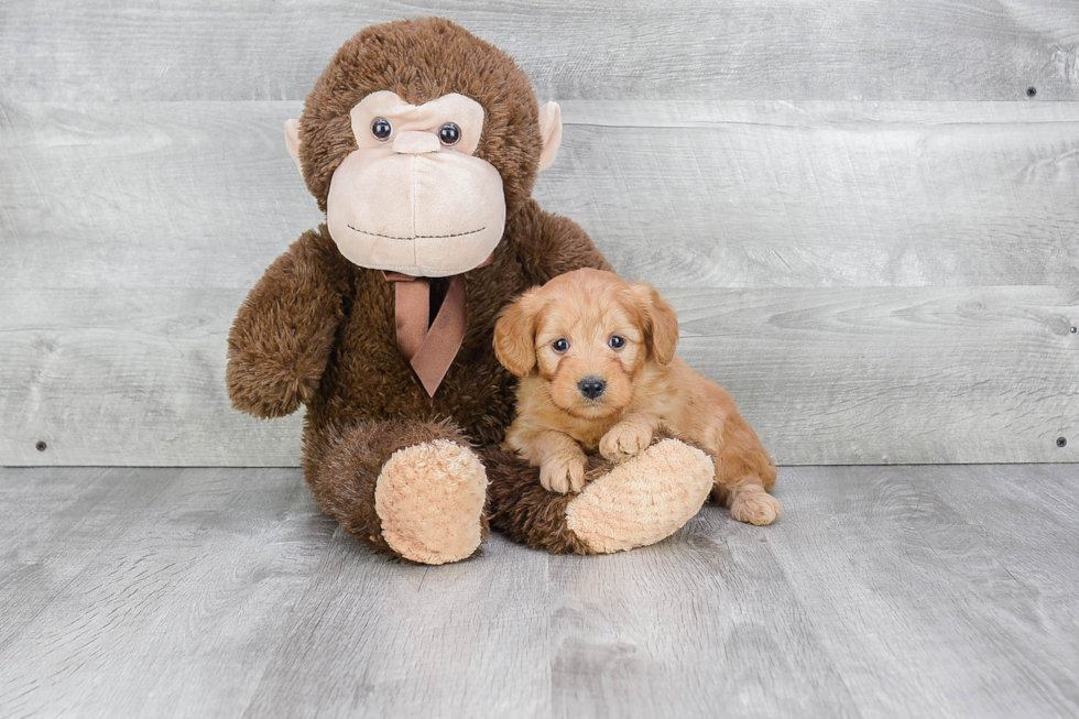 Friendly Mini Goldendoodle Baby