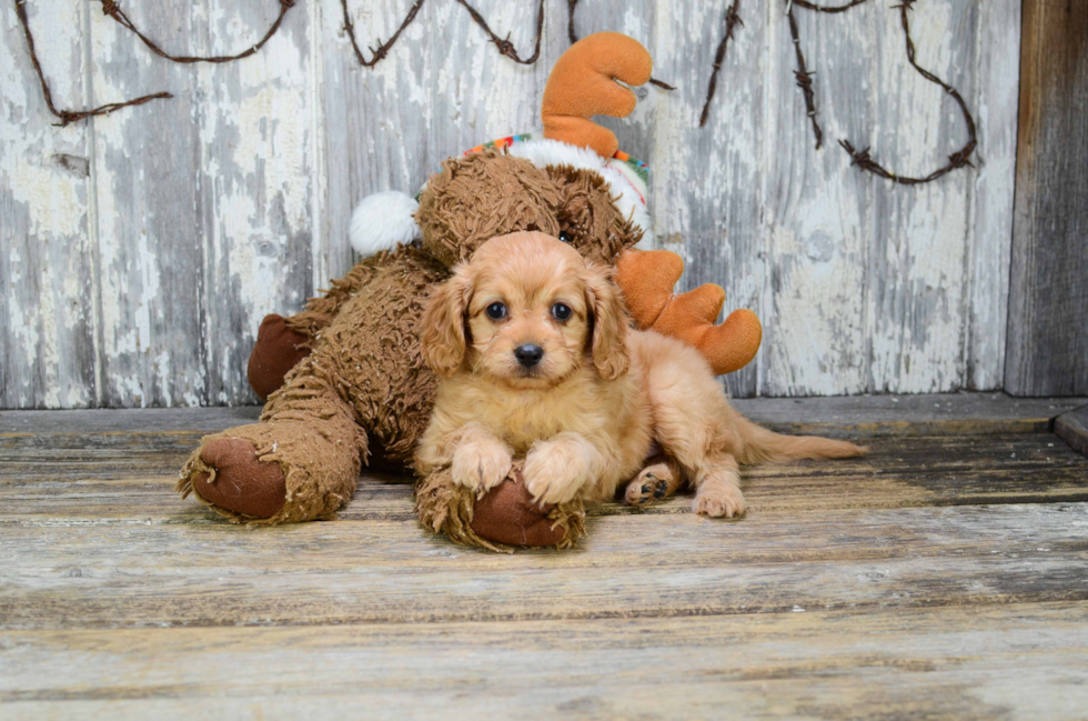 Best Cavapoo Baby