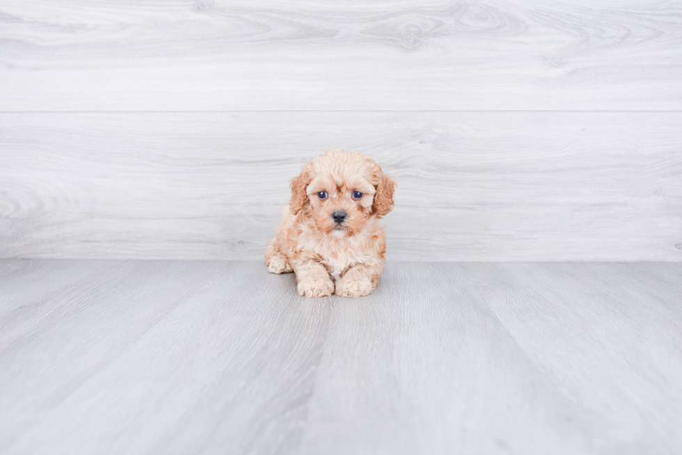 Playful Cavoodle Poodle Mix Puppy