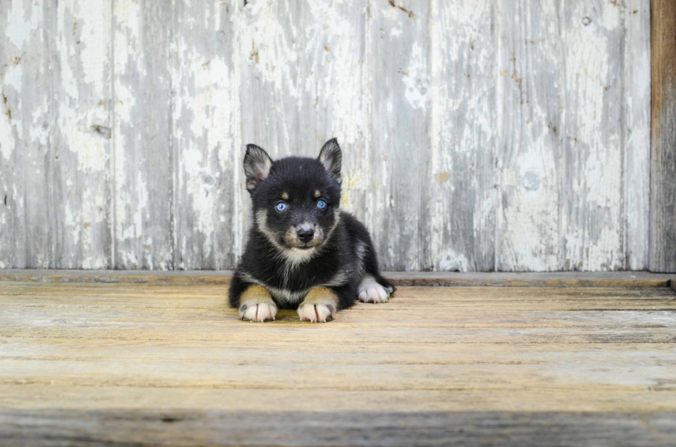 Little Mini Husky Designer Puppy