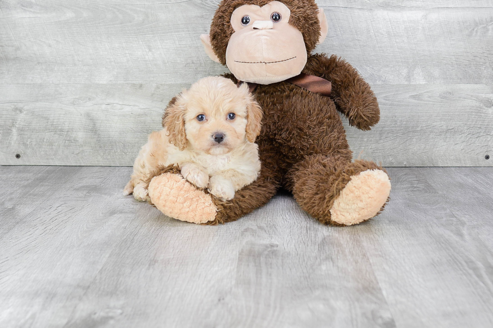 Playful Cavalier Designer Puppy