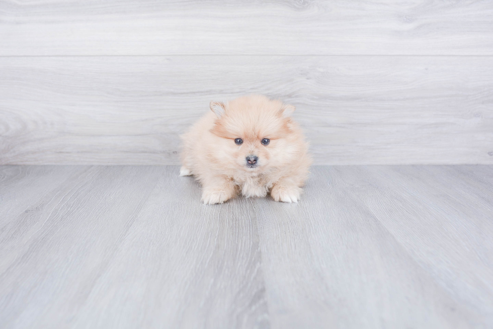 Playful Pomeranian Baby