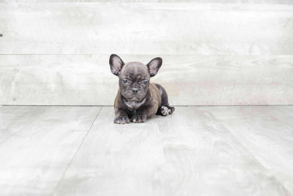 French Bulldog Puppy for Adoption