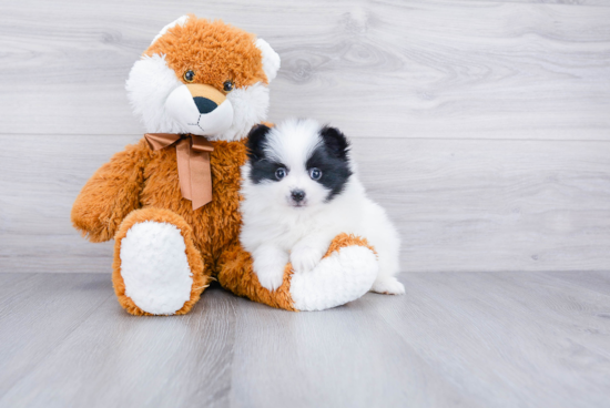 Smart Pomeranian Purebred Puppy