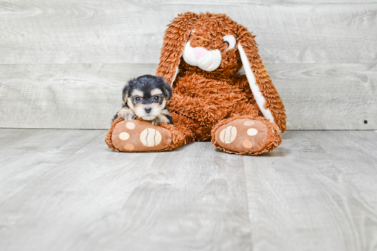 Cute Yorkie Poo Baby