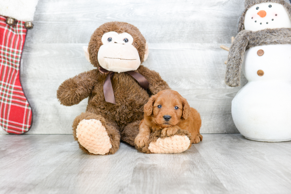 Mini Goldendoodle Pup Being Cute