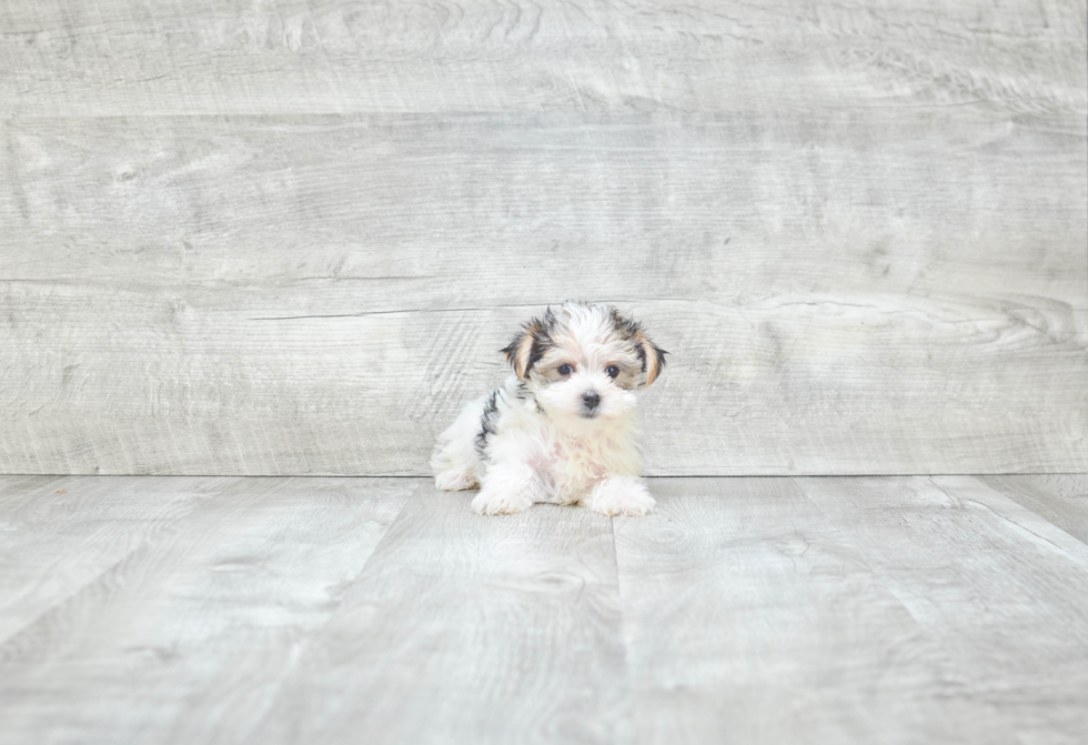 Petite Morkie Designer Pup