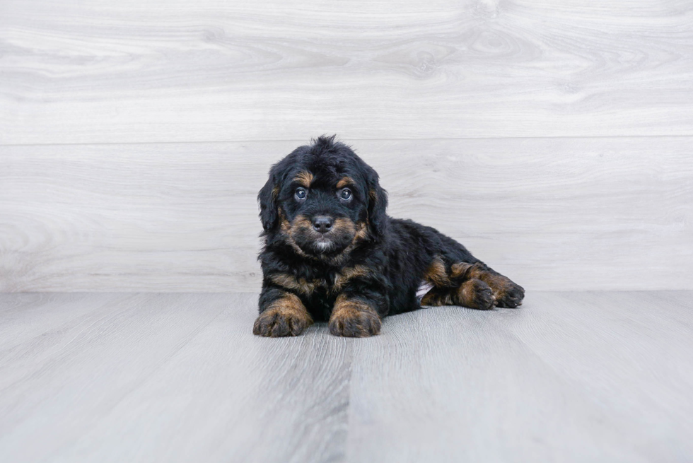 Sweet Mini Bernedoodle Baby