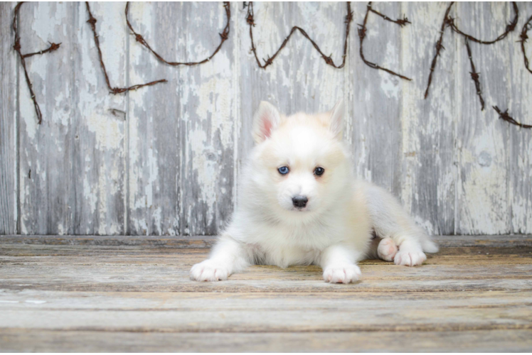 Best Pomsky Baby