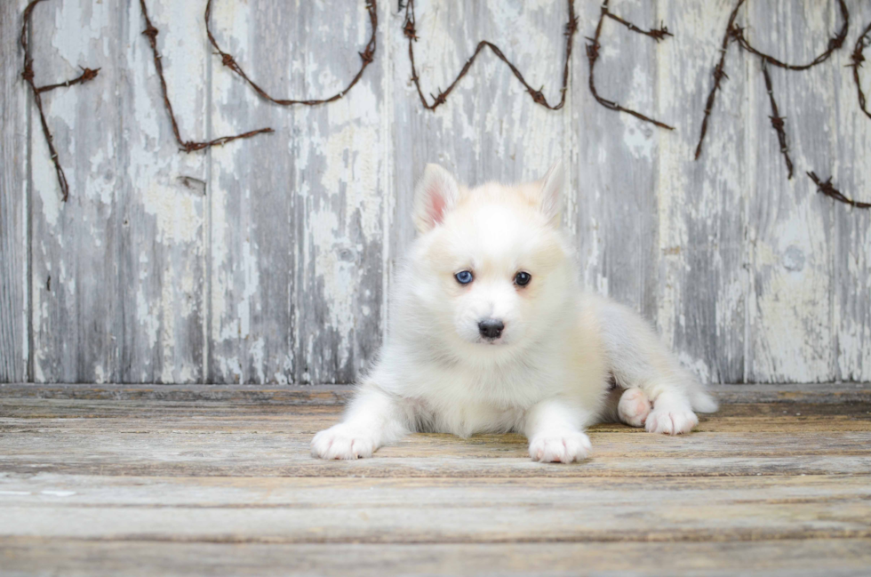 Best Pomsky Baby