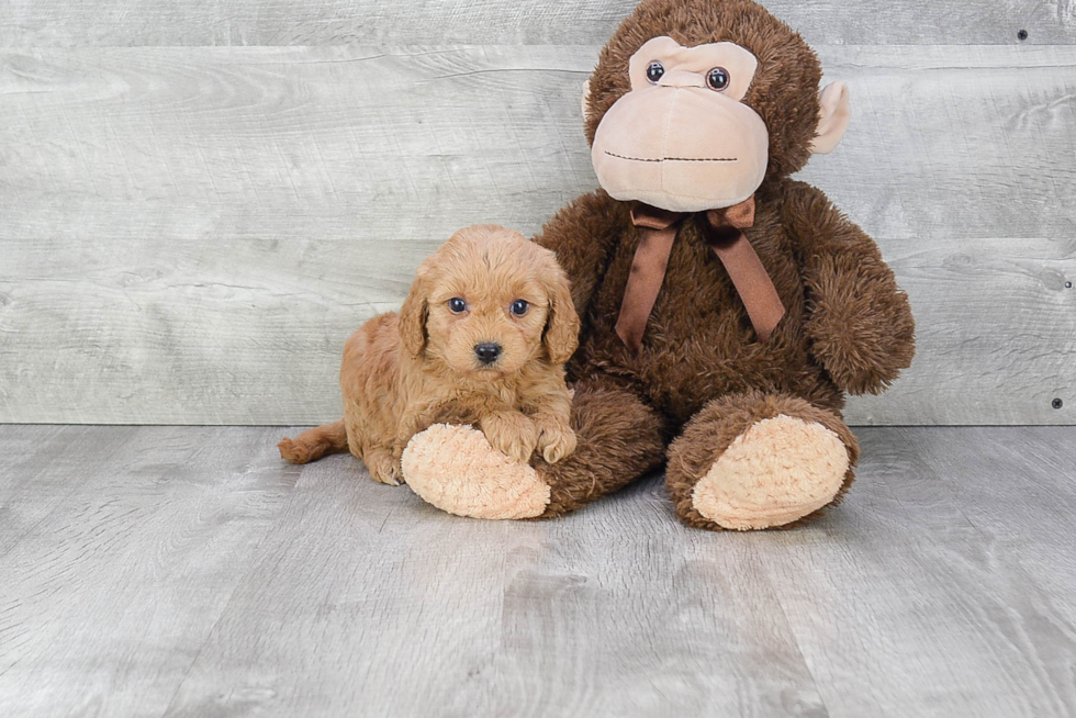 Funny Mini Goldendoodle Poodle Mix Pup