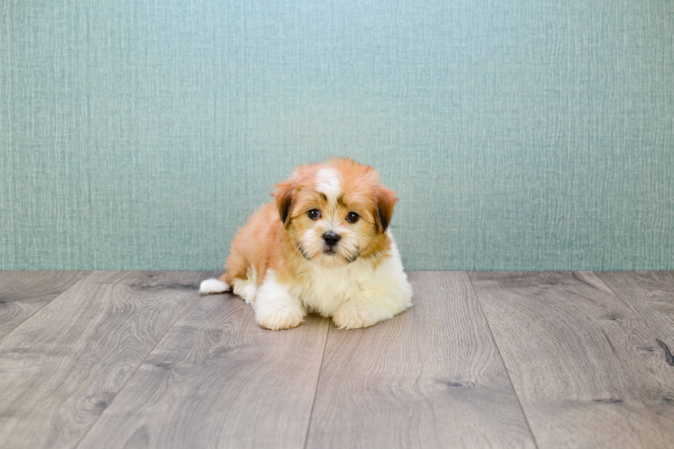 Hypoallergenic Shitzu Designer Puppy