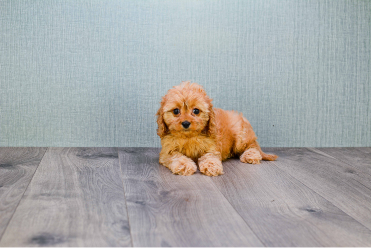 Adorable Cavoodle Poodle Mix Puppy