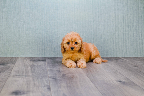 Adorable Cavoodle Poodle Mix Puppy