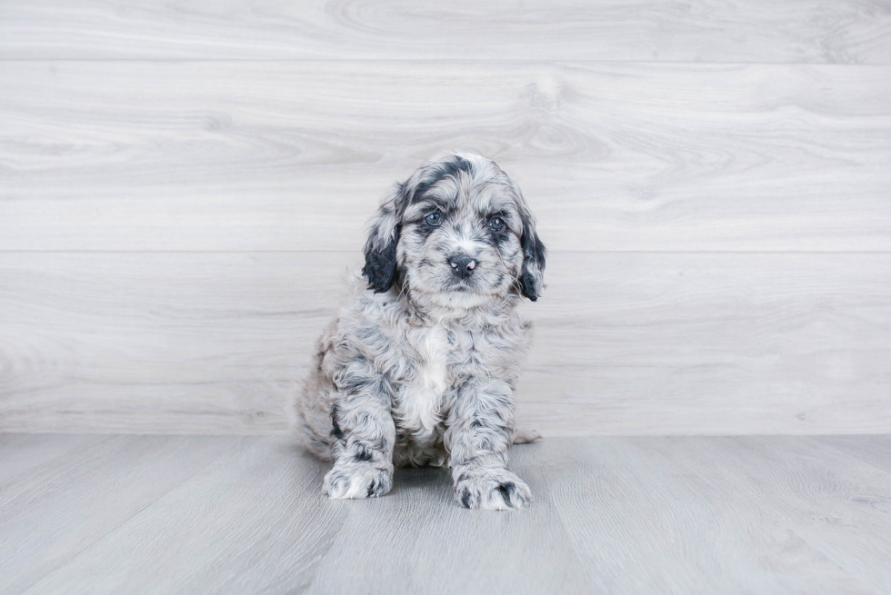 Funny Mini Goldendoodle Poodle Mix Pup