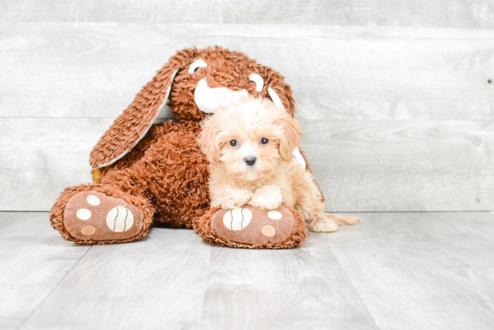 Adorable Cavoodle Poodle Mix Puppy